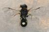 Hylaeus pictipes